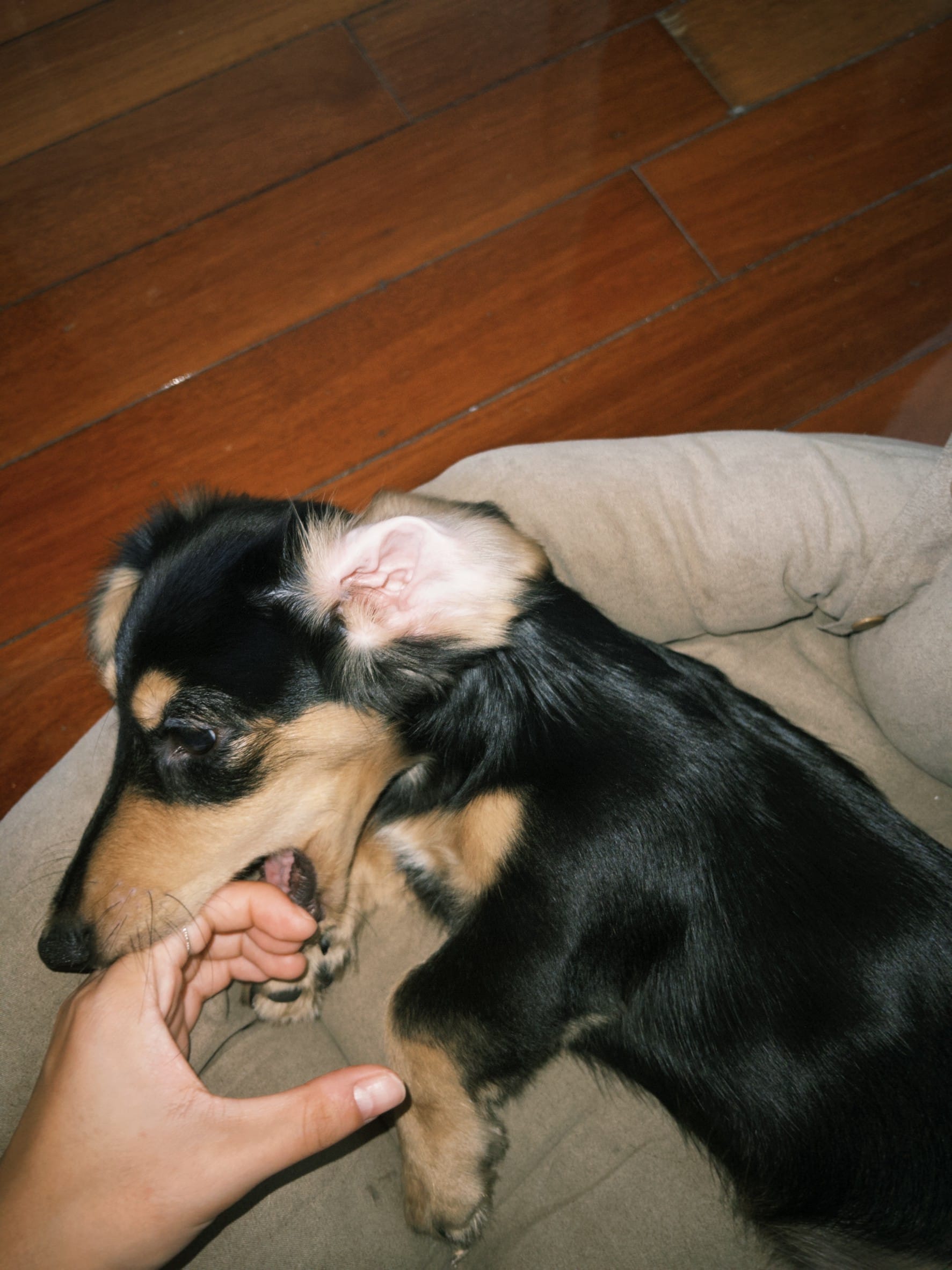 #1 - 《從容的告別》心得：人類總是難以接受現實